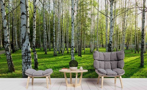 Birch forest wallpaper wall - 3d,