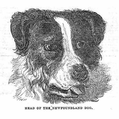 Head the newfoundland dog - dog,