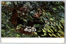 c1900s UDB Partridge Eggs Hatched Out Antique Postcard