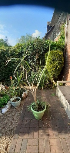 Large yukka plant and avocado - large,