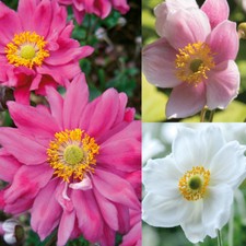 T&M Japanese Anemone