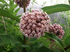 Common milkweed seeds - common, seeds,