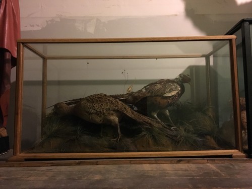 Victorian taxidermy case - victorian,