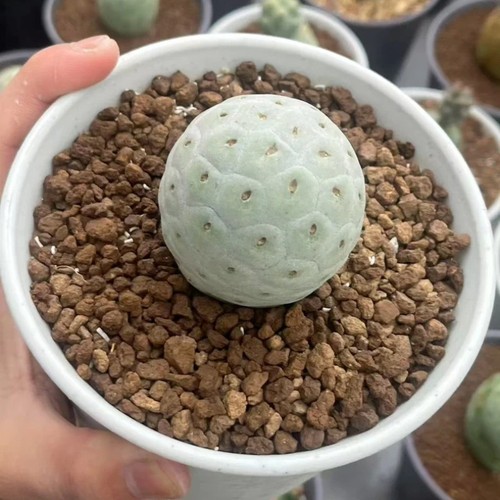 3cm succulent cactus plant - 3cm,