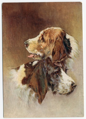 Otterhound dogs 1930 - dogs, dog