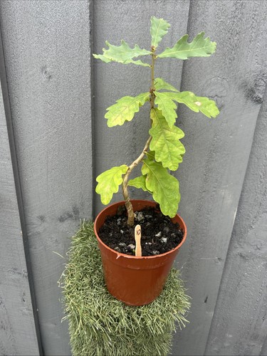 English oak bonsai starter - oak,