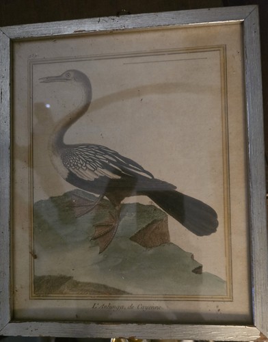 Bird print francois nicolas - by, francois-nicolas