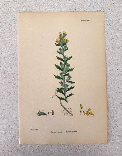 Antique botanical print - antique,