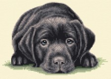 BLACK LABRADOR RETRIEVER DOG