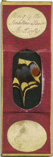 Antique microscope slide - microscope,
