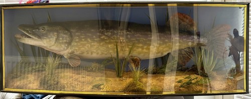 Taxidermy pike case - pike,