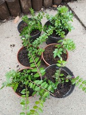 Box Leaf Honeysuckle Lonicera Nitida Hedge Shrubs Plants Evergreen Garden X6