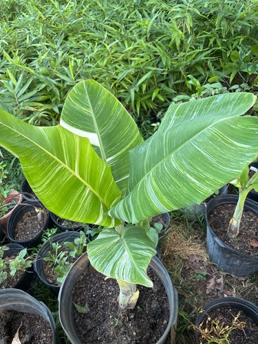 Musa tanee variegated - variegated, banana