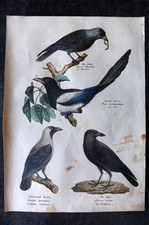 Schinz & Brodtmann 1830 Folio HCol Bird Print. Magpie, Jackdaw, Crow, Raven 13