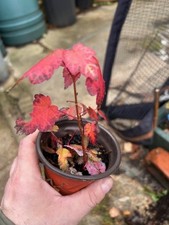 October Glory maple tree saplings, Acer, Maple , Garden small