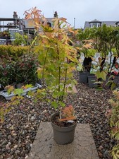 Acer Palmatum Japanese Maple Bonsai Tree | Acer Tree | Orange Dream In 3 L Pot