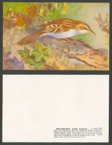 Tree creeper bird roland - tree-creeper, bird,
