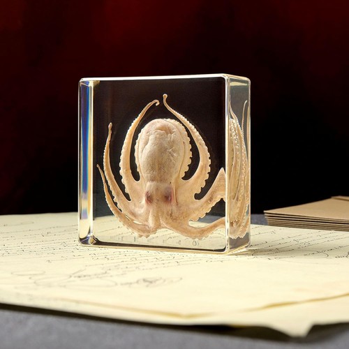 Octopus insect resin real - in,