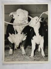Hereford Bull Peer Calf