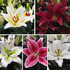 Oriental Lily Plant Collection