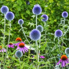 Echinops Ritro Bare Root -