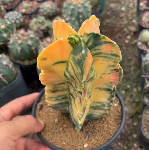 Astrophytum myriostigma