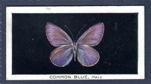 Common blue original 1920 - blue, 1920's
