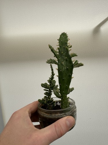 House plant cactus succulent - house,