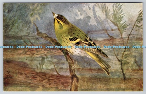 R763049 siskin bird art - r763049, s