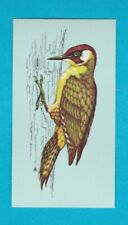 BRITISH BIRDS - TETLEY TEA - CARD NO. 23  -  GREEN  WOODPECKER  -  1970