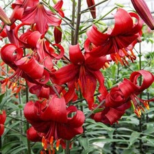 RED VELVET HUMMINGBIRD LILY