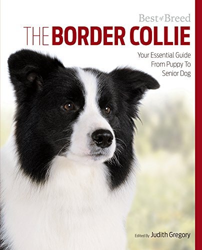 The border collie - the,