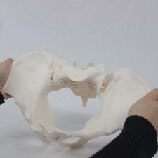 Female Pelvis Model  Science Teaching Tool Flexible Life Size Female
