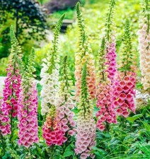  5000 seeds Foxglove Excelsior Mix+4" FREE REUSABLE PLANT LABEL