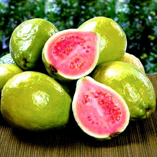 Lemon apple pink guava tree - lemon,