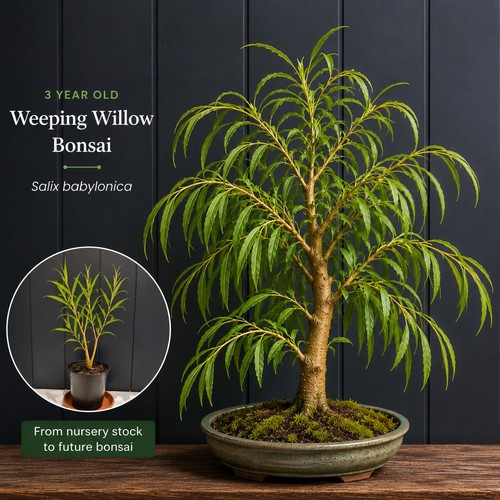 Year willow bonsai - 3, tree