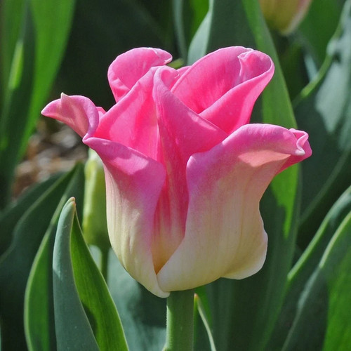 Tulips crown dynasty - crown, of