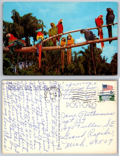 Colorful parrots perched - colorful,