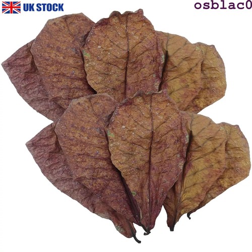 50x large indian - indian, almond