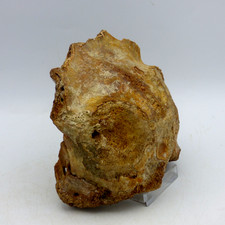 Ice Age Pleistocene Devensian Fossil Partial Reindeer Skull North Sea + Stand