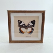 Framed Butterfly Taxidermy