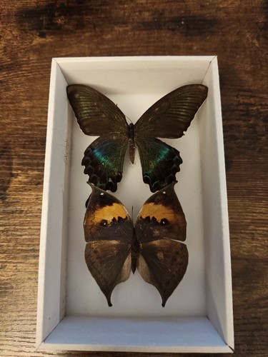 Real butterfly specimens - 2,