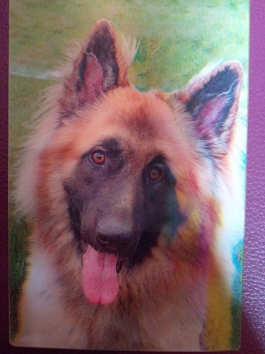 German shepherd postcard - german,