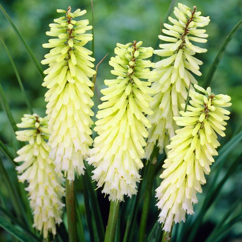Kniphofia pineapple popsicle - pineapple,