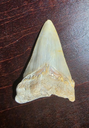 Beautiful serrated - beautiful, 2.38"