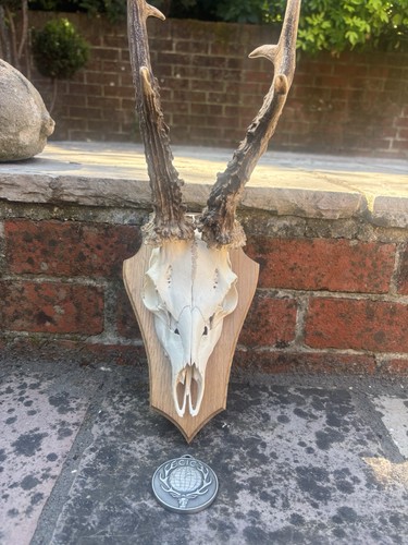 Mounted roe skull antlers - skull,