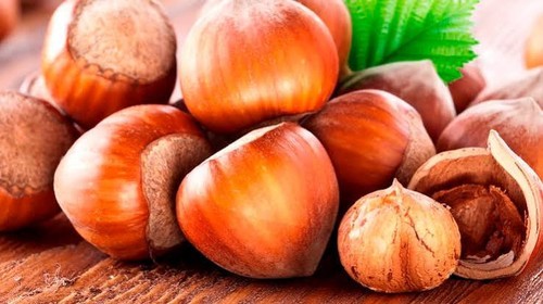 Hazel nut tree tonda gentile - hazel,