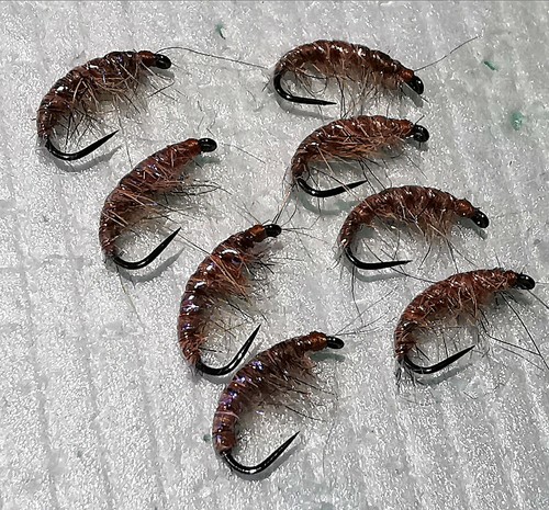 Shrimp gammarus trout fly - shrimp,