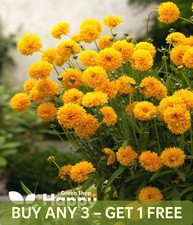 COREOPSIS GOLDEN GLOBE - 70