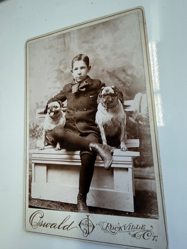 American portrait boy pug - &,
